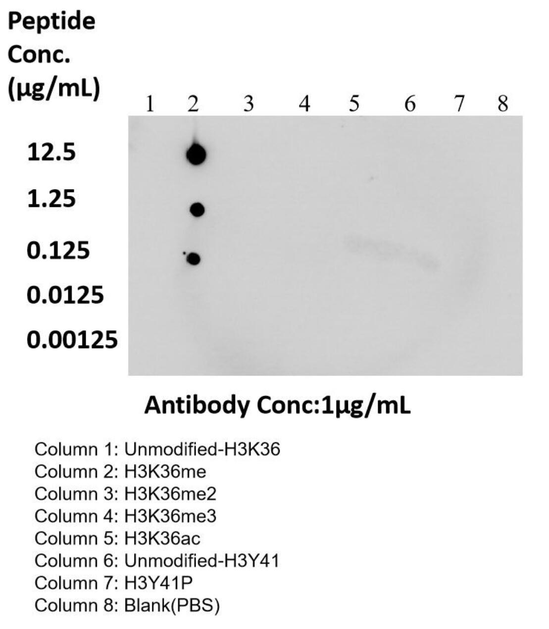 Dot Blot experiment of peptide using Mono-Methyl-Histone H3 (Lys36) Recombinant antibod (82825-2-RR)